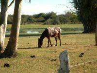 Phasellus viverra nulla ut