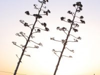 In hac habitasse platea