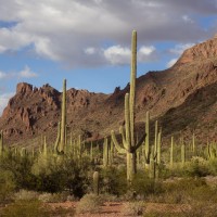 Desert1.jpg Desert1.jpg